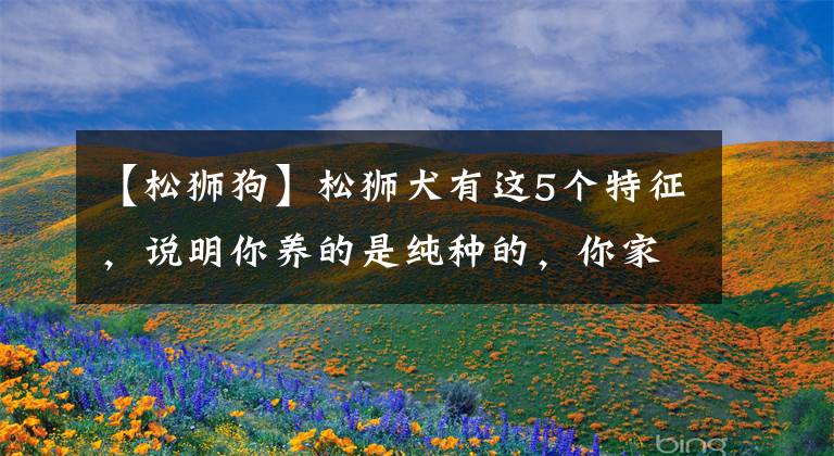 【松狮狗】松狮犬有这5个特征，说明你养的是纯种的，你家的占了几个？