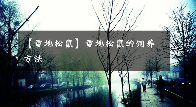 【雪地松鼠】雪地松鼠的饲养方法