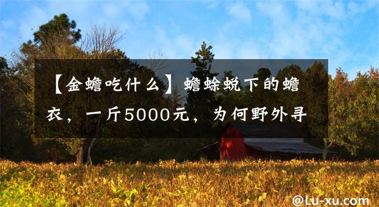 【金蟾吃什么】蟾蜍蜕下的蟾衣，一斤5000元，为何野外寻不到？人工养殖可赚钱吗