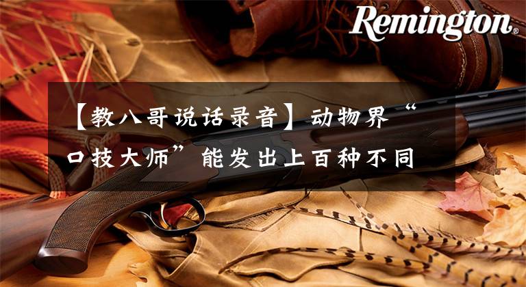 【教八哥说话录音】动物界“口技大师”能发出上百种不同的声音，绝对超出你的想象！