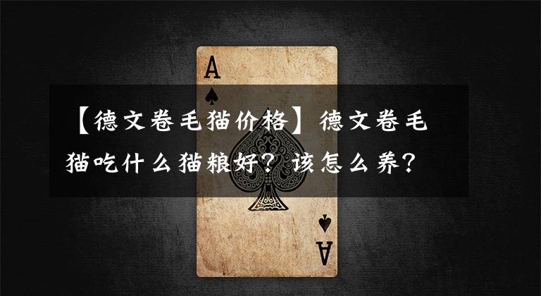 【德文卷毛猫价格】德文卷毛猫吃什么猫粮好？该怎么养？注意这几点