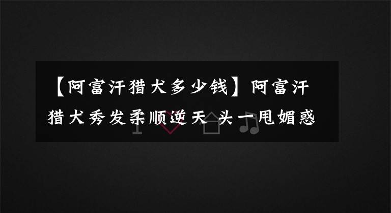 【阿富汗猎犬多少钱】阿富汗猎犬秀发柔顺逆天 头一甩媚惑2千人　每月天价美容费曝光！
