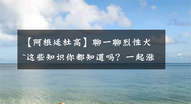 【阿根廷杜高】聊一聊烈性犬~这些知识你都知道吗？一起涨姿势
