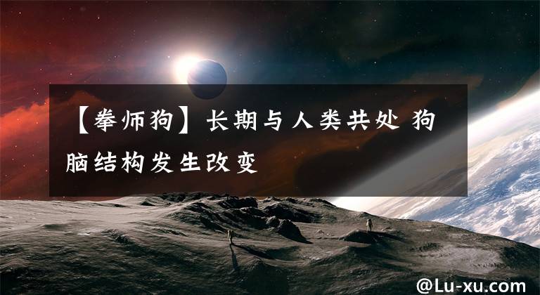 【拳师狗】长期与人类共处 狗脑结构发生改变