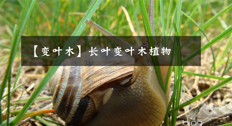 【变叶木】长叶变叶木植物