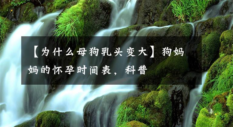 【为什么母狗乳头变大】狗妈妈的怀孕时间表，科普