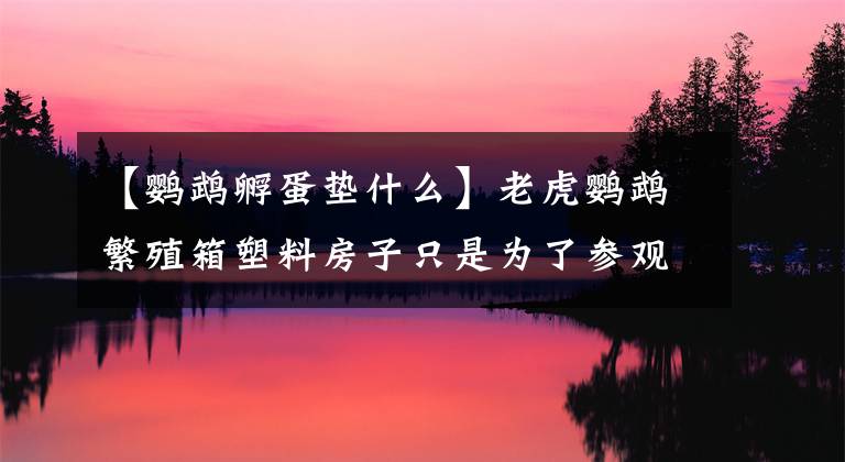 【鹦鹉孵蛋垫什么】老虎鹦鹉繁殖箱塑料房子只是为了参观
