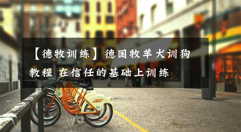 【德牧训练】德国牧羊犬训狗教程 在信任的基础上训练