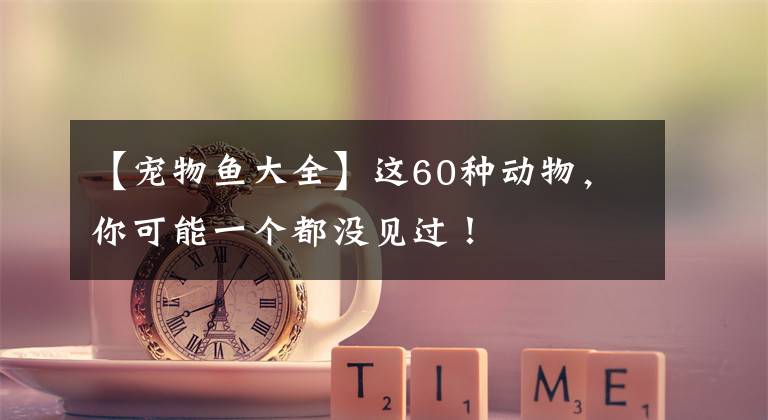 【宠物鱼大全】这60种动物，你可能一个都没见过！