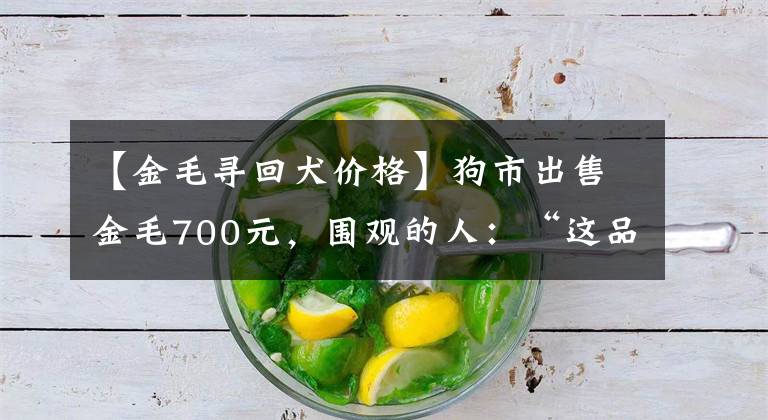 【金毛寻回犬价格】狗市出售金毛700元，围观的人：“这品相，只能当肉狗卖！”