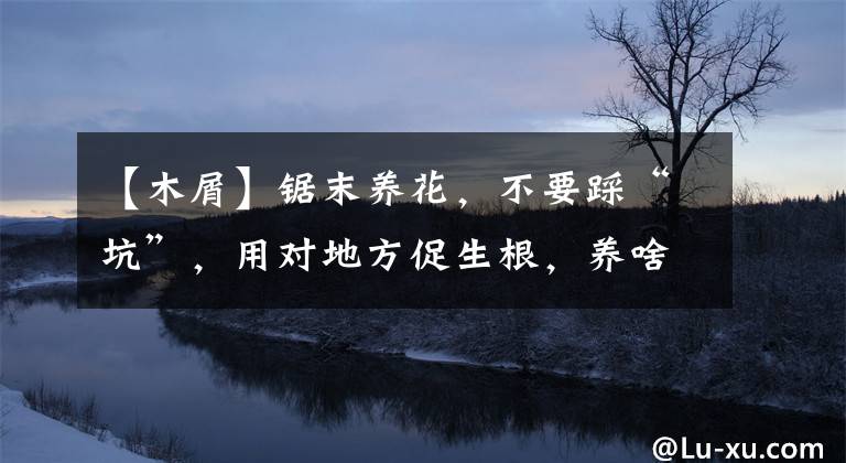 【木屑】锯末养花，不要踩“坑”，用对地方促生根，养啥旺啥