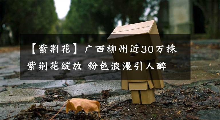 【紫荆花】广西柳州近30万株紫荆花绽放 粉色浪漫引人醉