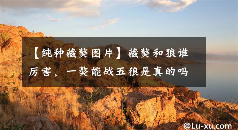 【纯种藏獒图片】藏獒和狼谁厉害，一獒能战五狼是真的吗？