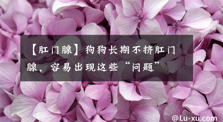 【肛门腺】狗狗长期不挤肛门腺，容易出现这些“问题”