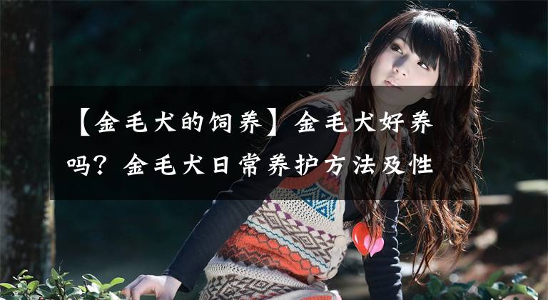 【金毛犬的饲养】金毛犬好养吗？金毛犬日常养护方法及性格特点