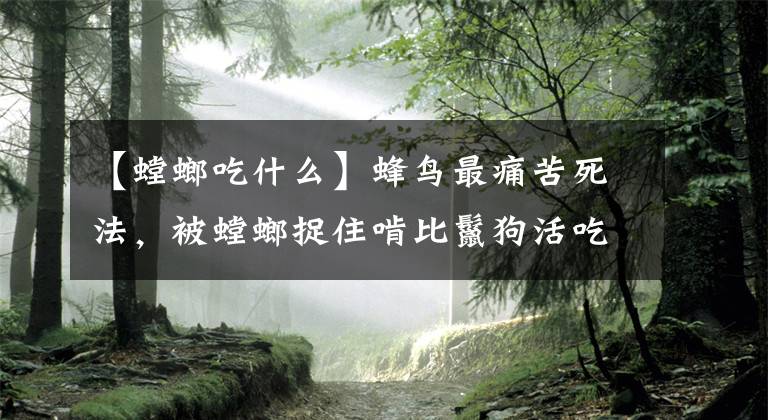 【螳螂吃什么】蜂鸟最痛苦死法，被螳螂捉住啃比鬣狗活吃角马还惨，凌迟不过如此