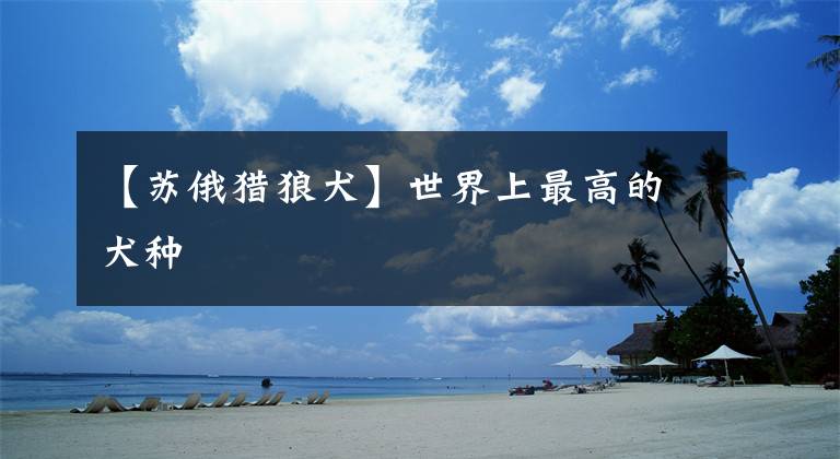 【苏俄猎狼犬】世界上最高的犬种