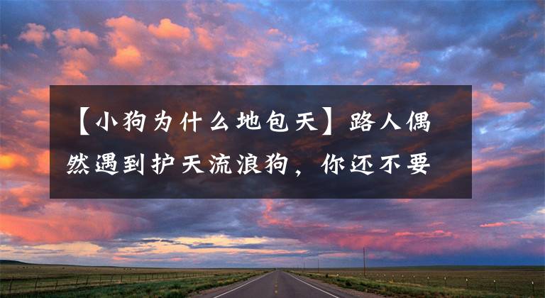 【小狗为什么地包天】路人偶然遇到护天流浪狗，你还不要说牙齿白，网友：远处飞来一排牙齿。