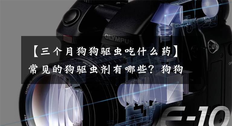【三个月狗狗驱虫吃什么药】常见的狗驱虫剂有哪些？狗狗驱虫什么时候开始比较好？