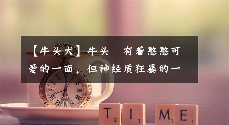 【牛头犬】牛头㹴有着憨憨可爱的一面，但神经质狂暴的一面，让人真的很恐惧