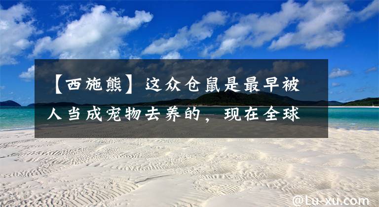 【西施熊】这众仓鼠是最早被人当成宠物去养的，现在全球各地都有人在饲养