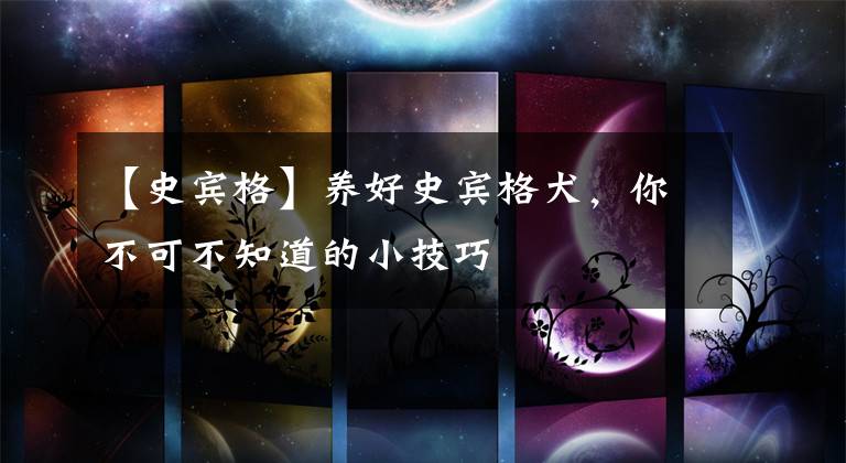 【史宾格】养好史宾格犬，你不可不知道的小技巧