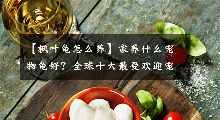 【枫叶龟怎么养】家养什么宠物龟好？全球十大最受欢迎宠物龟