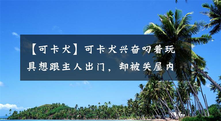 【可卡犬】可卡犬兴奋叼着玩具想跟主人出门，却被关屋内，瞬间失落...