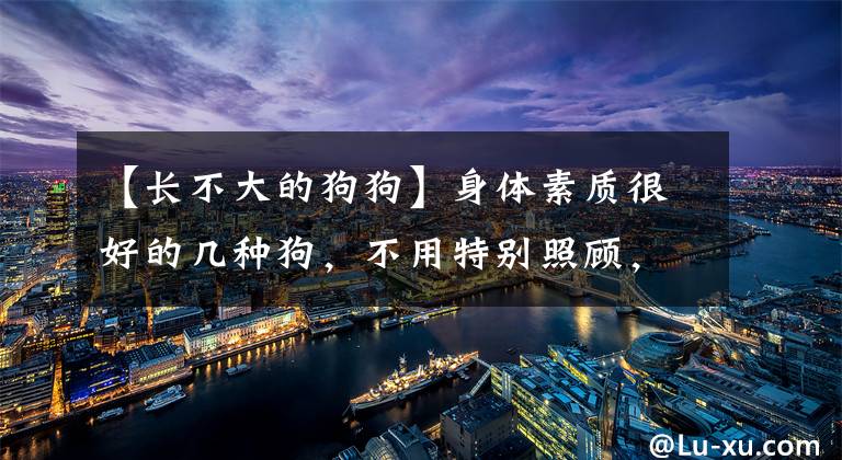 【长不大的狗狗】身体素质很好的几种狗，不用特别照顾，适合新手饲养