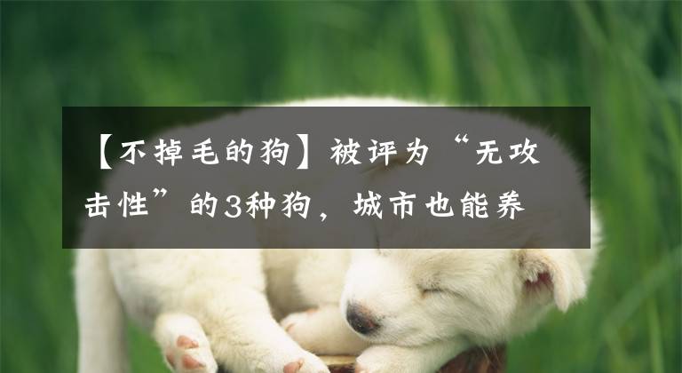 【不掉毛的狗】被评为“无攻击性”的3种狗，城市也能养