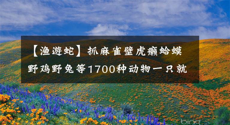 【渔游蛇】抓麻雀壁虎癞蛤蟆野鸡野兔等1700种动物一只就犯法，具体名单如下
