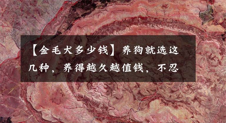 【金毛犬多少钱】养狗就选这几种，养得越久越值钱，不忍心不要它