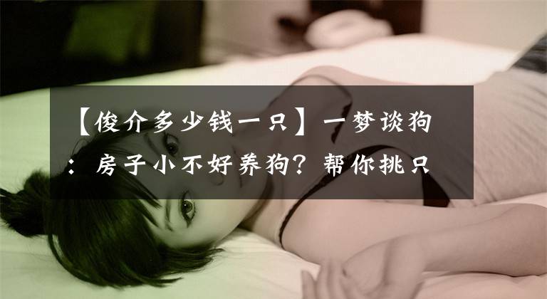 【俊介多少钱一只】一梦谈狗：房子小不好养狗？帮你挑只博美吧...