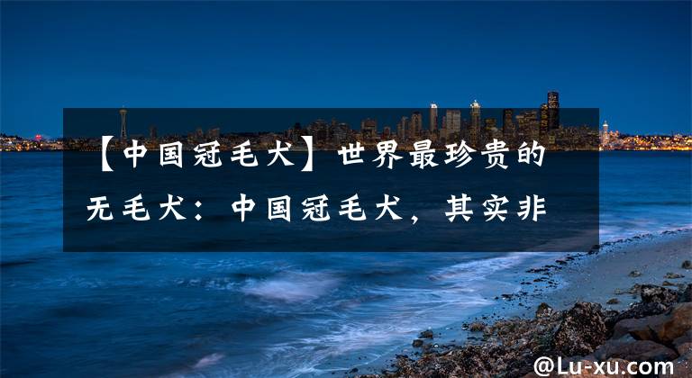 【中国冠毛犬】世界最珍贵的无毛犬：中国冠毛犬，其实非常可爱