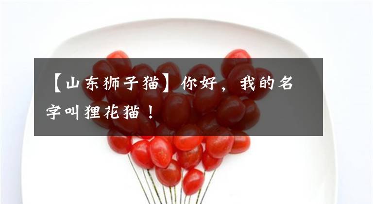 【山东狮子猫】你好，我的名字叫狸花猫！