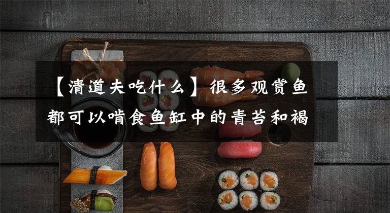 【清道夫吃什么】很多观赏鱼都可以啃食鱼缸中的青苔和褐藻！