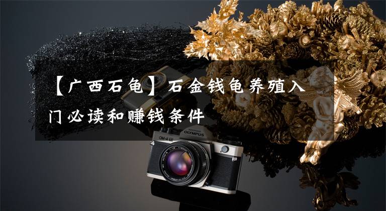 【广西石龟】石金钱龟养殖入门必读和赚钱条件