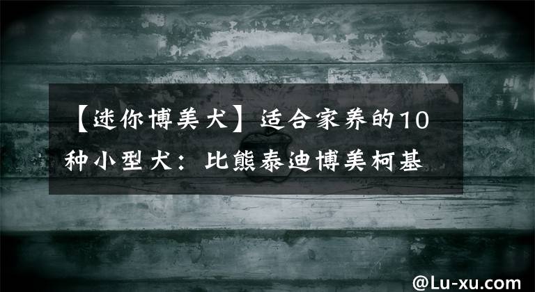 【迷你博美犬】适合家养的10种小型犬：比熊泰迪博美柯基你最喜欢哪种？