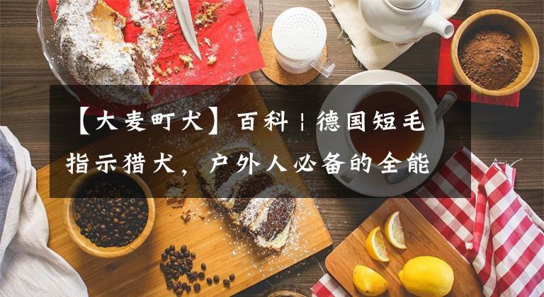 【大麦町犬】百科 | 德国短毛指示猎犬，户外人必备的全能枪猎犬