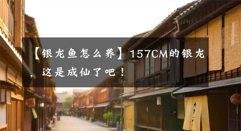 【银龙鱼怎么养】157CM的银龙，这是成仙了吧！