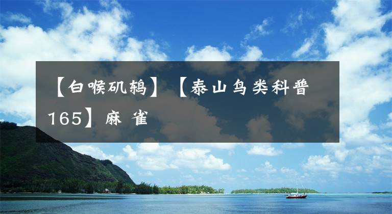 【白喉矶鸫】【泰山鸟类科普165】麻 雀