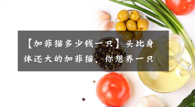 【加菲猫多少钱一只】头比身体还大的加菲猫，你想养一只吗？