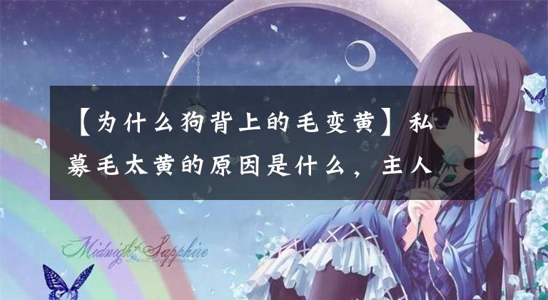 【为什么狗背上的毛变黄】私募毛太黄的原因是什么，主人：尿了，又在上面打滚！