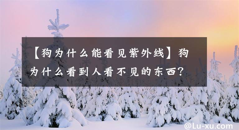 【狗为什么能看见紫外线】狗为什么看到人看不见的东西？从这几个角度，科学家们做出了解释
