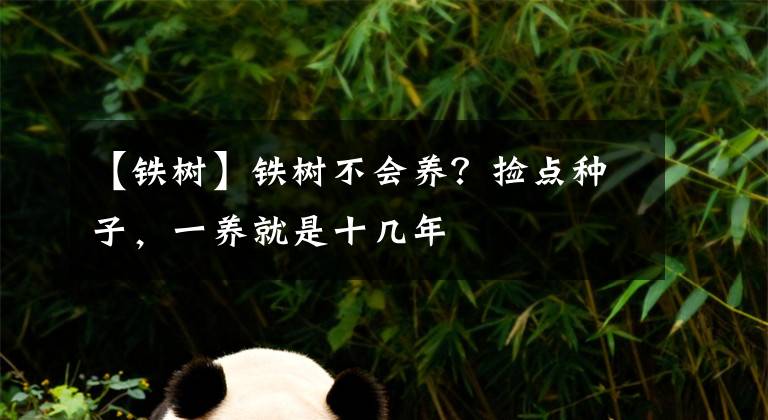 【铁树】铁树不会养？捡点种子，一养就是十几年