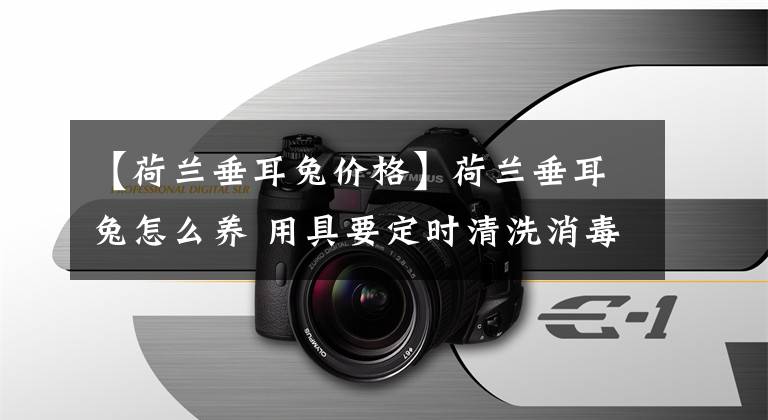 【荷兰垂耳兔价格】荷兰垂耳兔怎么养 用具要定时清洗消毒