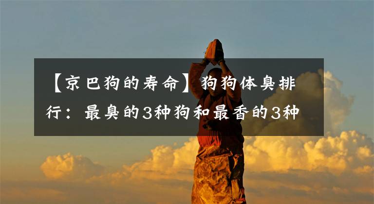 【京巴狗的寿命】狗狗体臭排行：最臭的3种狗和最香的3种狗，是你家狗子吗？