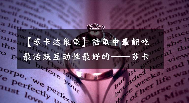 【苏卡达象龟】陆龟中最能吃最活跃互动性最好的——苏卡达陆龟