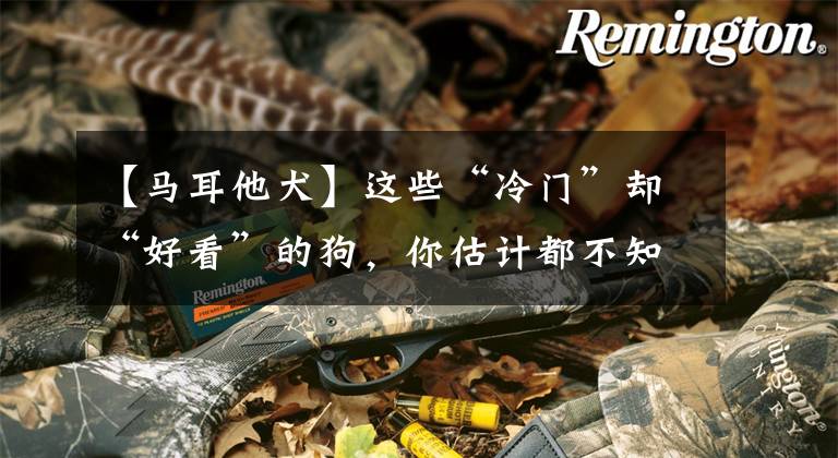 【马耳他犬】这些“冷门”却“好看”的狗，你估计都不知道