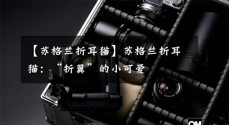 【苏格兰折耳猫】苏格兰折耳猫：“折翼”的小可爱